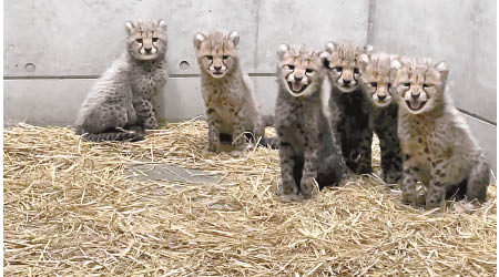 六隻小獵豹一同呼喚媽媽。