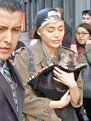 Miley抱着新寵Moonie上街，卻心念死去的愛犬而落淚人前。（Splash News ／東方IC圖片）