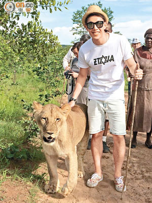 林師傑遊南非野生動物園時，膽粗粗摸獅子。