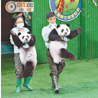 大熊貓「萌萌」、「帥帥」和「酷酷」一歲生日，廣州長隆野生動物世界為三胞胎舉行周歲慶典。