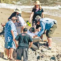 活地亞倫（箭嘴示）在馬里布海灘拍攝時仆倒。（東方IC圖片）