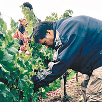 工人忙於採摘葡萄。
