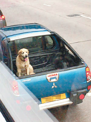 狗狗被放在露天車斗，日曬雨淋。