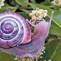 象徵「幸運」的紫蝸牛圖片。