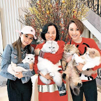超蓮（左起）、三太與超雲齊齊抱住家中多隻可愛貓貓。