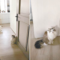 吳綺莉上載家中愛貓守候房門等卓林「回歸」。
