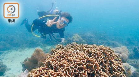 小方帶大家飽覽香港海洋中的珊瑚。