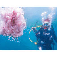 糖妹潛入水底世界，喜遇迷人的粉紅水母！