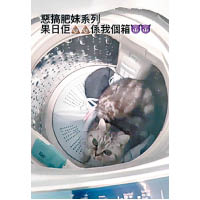 Yuki Wong上載的短片，見小貓被困在洗衣機內，求助無門。