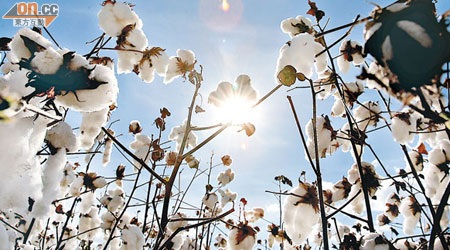 今年棉花價格創新高後，最終「見紅」收場。