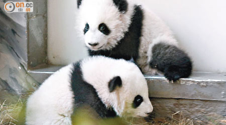 中信將在成都成立以國寶大熊貓為主題的公園。