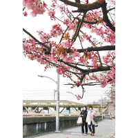 漫步東京櫻花綻放的街道，也是種生活樂趣。