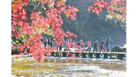 每逢賞楓季節，養老溪谷各段路線均人頭湧湧，迎接大自然美景。