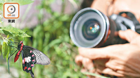 大埔鳳園蝴蝶品種繁多，是親子遊的好去處。