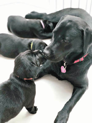 有六十間小學嘅學生幫導盲犬BB諗新名，絲絲代狗媽媽Fleur多謝大家。