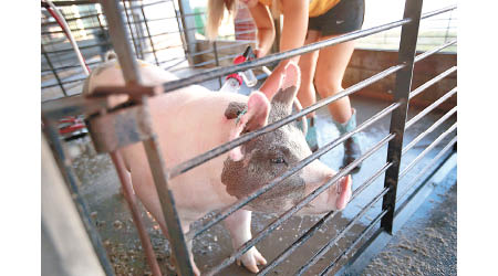 美豬被徵收大額關稅，累埋美國豬雜出口。