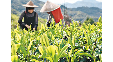 今年多個茶葉主要生產國收成減少。