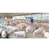 中國豬肉出產受多重打擊。