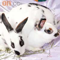 星寶（左）、得寶（右）　品種：家兔　特徵：圓眼、尖嘴、尖下巴，輪廓分明。有A字膊，屬「肌肉型」。