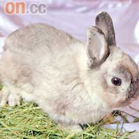 妙妙　品種：侏儒兔　特徵：體形細小圓潤，耳仔、毛髮俱短，小巧玲瓏。