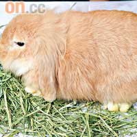 小點　品種：賓尼兔　特徵：學名叫垂耳兔，垂耳是其生招牌。