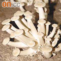 美國研究指，蘑菇能有效提升人體免疫能力。
