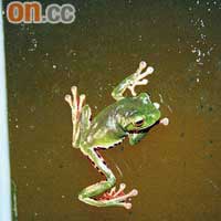 莫氏樹蛙是稀有品種，會吹出一堆泡來保護自己的卵。