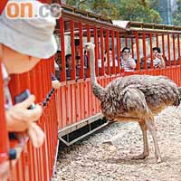 主題之旅：台灣新竹坐蒸汽火車親近鴕鳥