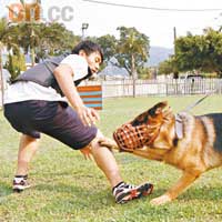 極速捕手：膽小狗見到賊人就掉頭走，此訓練令犬隻不怕人體及動作。