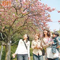 要是來對時候，在花卉公園更可看到櫻花遍山的美景。