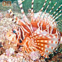 除了「Mo仔」外，還有不同種類的珊瑚魚，平時都幾難咁近距離接觸。