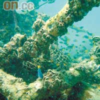 香港海底可找到百多種硬珊瑚及軟珊瑚，在春夏水清的季節欣賞最為適合。