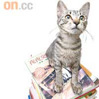 書店擁有30多隻貓咪，客人可在內一邊看書，一邊逗貓咪玩耍。