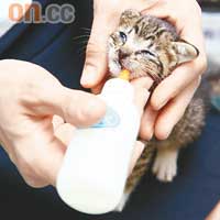 訪問當日，陳小姐剛收養了一隻貓兒，正細心地餵牠吃奶呢。