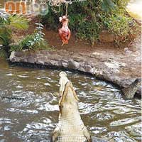 一直以為手短腳短的鱷魚行動不會太敏捷，但看完餵飼過程後，才知道這想法大錯特錯。