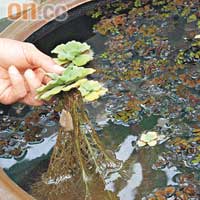 水缸的水草自然生長，蜻蜓喜歡在此產卵，繁殖下一代。