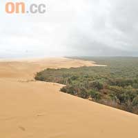 由於風大的關係，沙丘不斷向內陸伸延，大有將附近的樹林淹沒之勢。
