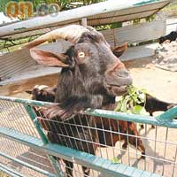 農莊育有幾頭黑草羊，樣貌趣致，最年幼的都已有兩歲，遊人可隔着圍欄餵牠們吃草。餵飼用草 $5/紮