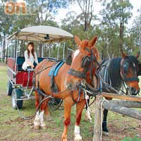 這輛可載八人的馬車，是出入葡萄園區域的主要交通工具。