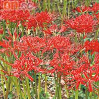 雖非3月梅花盛開季節，但梅園尚有栽種其他鮮花，保持美景。