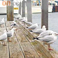 餐廳露天甲板常有一大群為食海鷗，靜候大家吃剩的食物。