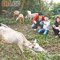 嘩！好多羊咩咩呀！（設計對白）<br>你睇，羊咩咩食草食得幾滋味。（設計對白）