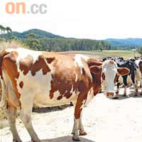 牧場共有二百多頭Fresian乳牛，年產170萬公升牛奶。