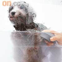 狗仔落水前，先以鋼絲刷梳理披毛，以便身上的污物能於洗澡時輕易浮出來。落水後，配合按摩溫泉浴機發出的極細氣泡，把寵物身上的死皮、毛囊底層之微細污穢物、敏感原等徹底清除。