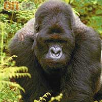 山地大猩猩：極瀕危物種，全球只有約320頭。