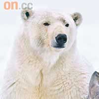 北極熊：居於北極，但冰層融化會令牠們可能在21世紀絕種。