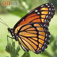 黑脈金斑蝶：台灣的亞種已絕種，現存金斑蝶分布於美洲地區。