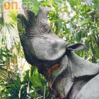 爪哇犀牛：幾近絕種，全球只剩50至60頭。