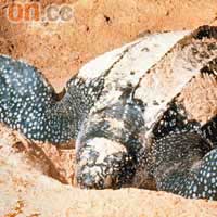 棱皮龜：產卵數量過去20年減少95%以上，保育狀況屬極危。