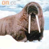 太平洋海象：主要生活於北冰洋，居住地正受溫室效應威脅。